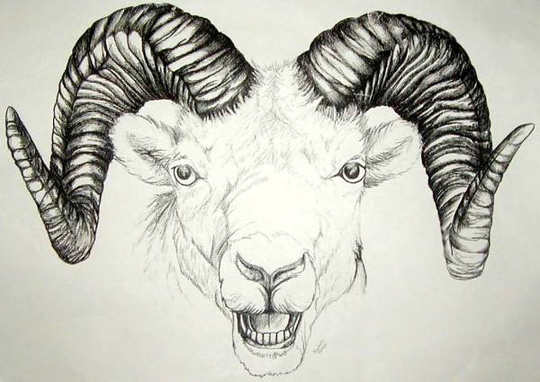 Ram