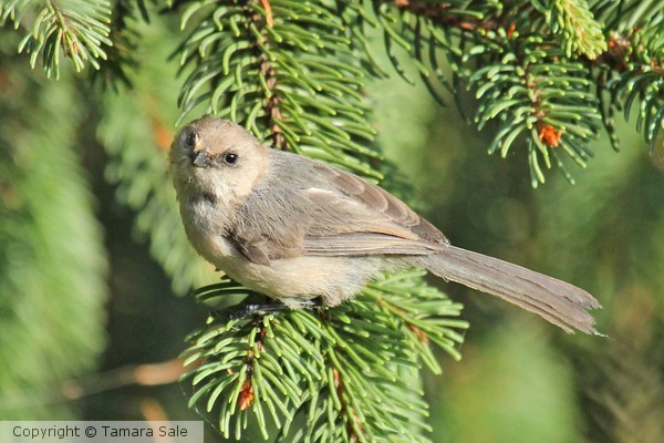 Bushtit Posing for the Camera