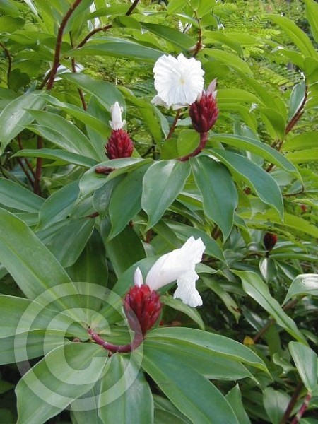 ginger blooms