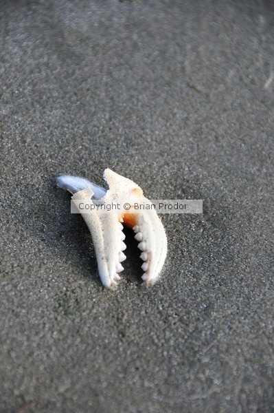 Crab Claw