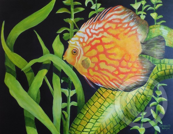 Tropical Fish