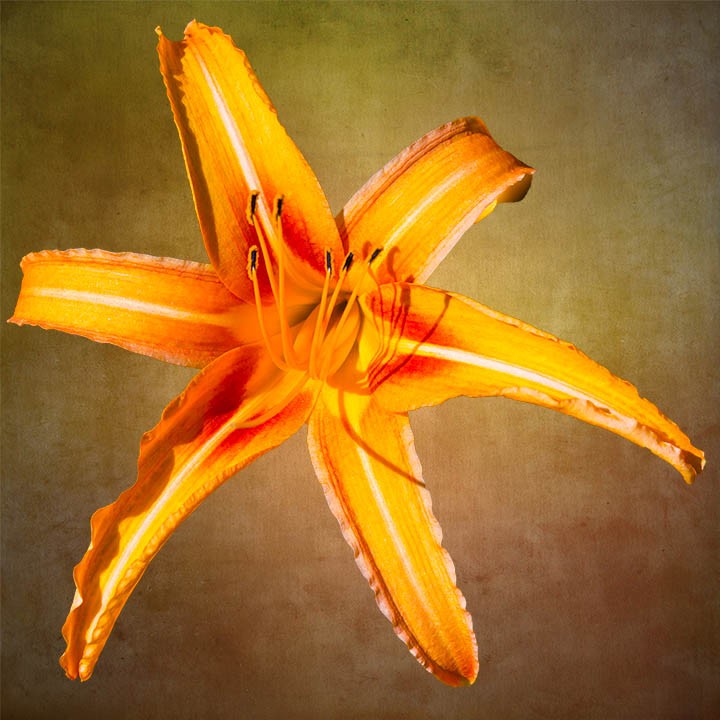 Day Lily 14 by 21 inches