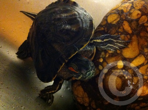 Red Ear Slider