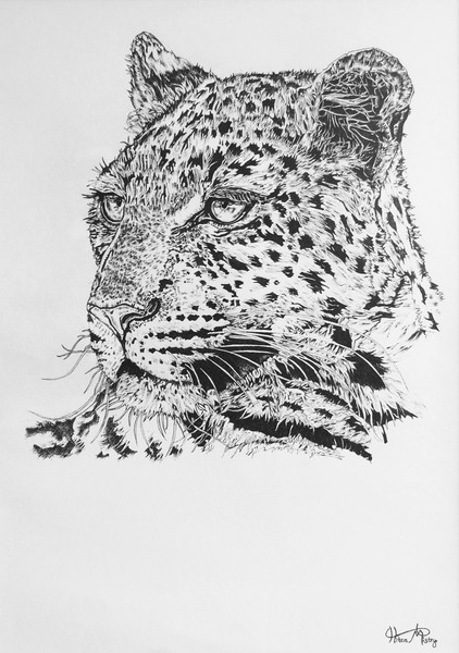 Leopard portrait