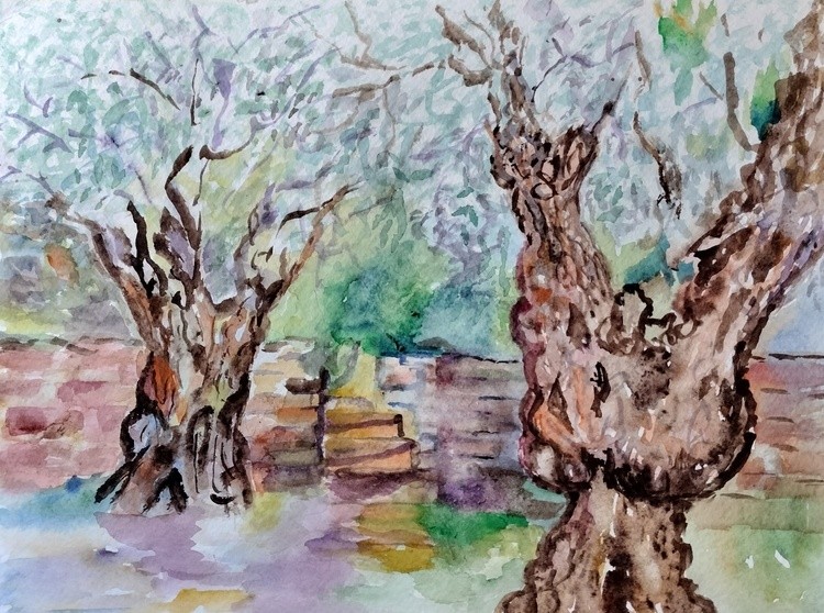 Olive Grove