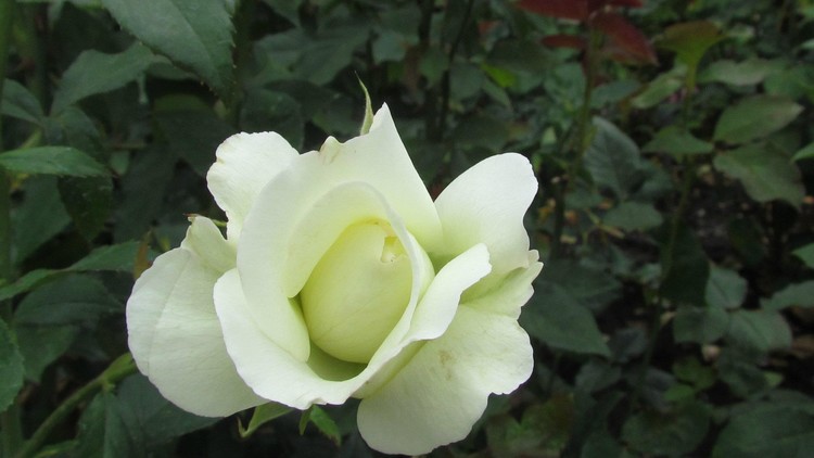 Perfect rose