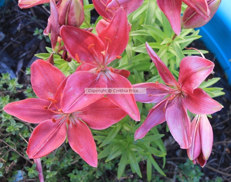 Blooms