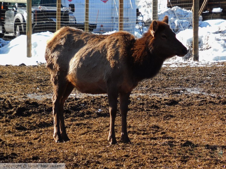 scruffy elk