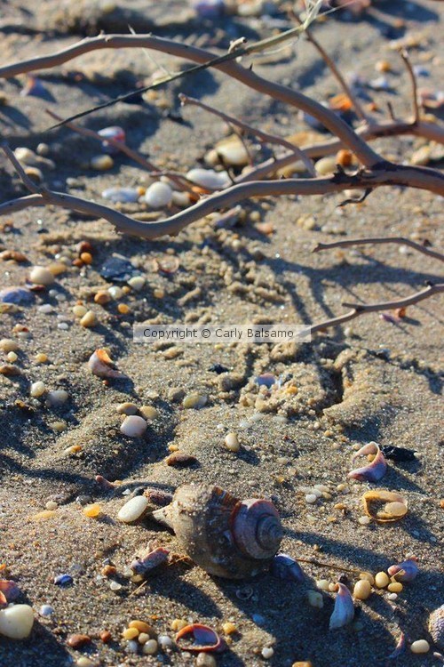 Treasures. Sandy Hook, NJ