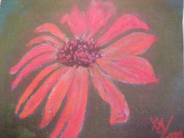 Poinsettia 2000