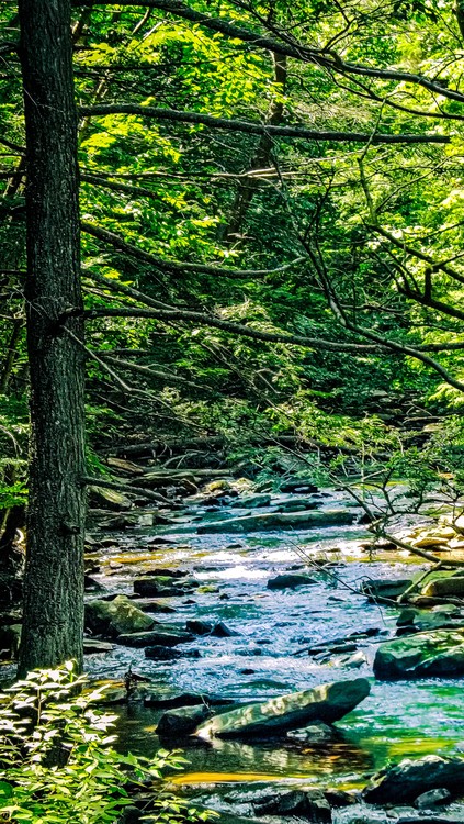 Summertime Hiking 