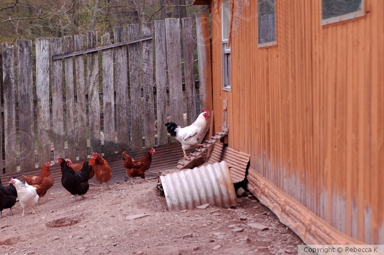 Leghorn