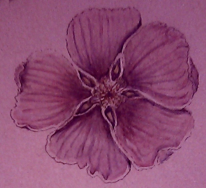 Hibiscus Watercolor