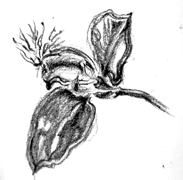 Epidendrum Orchid Sketch