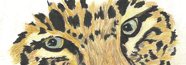 Cat Eyes