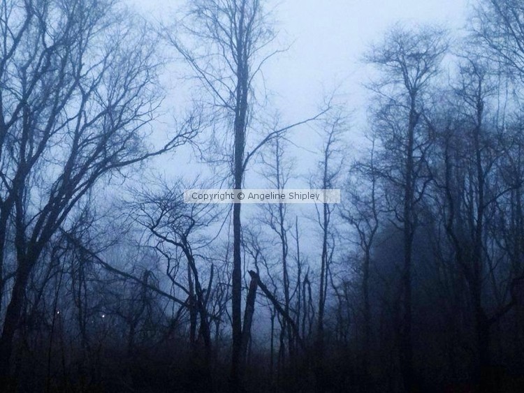 Foggy Morning