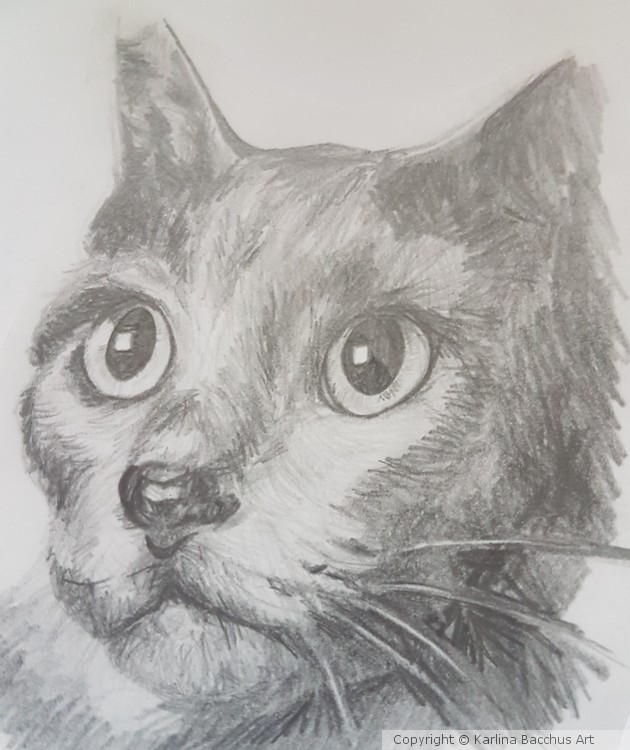 Sketch of Black Cat