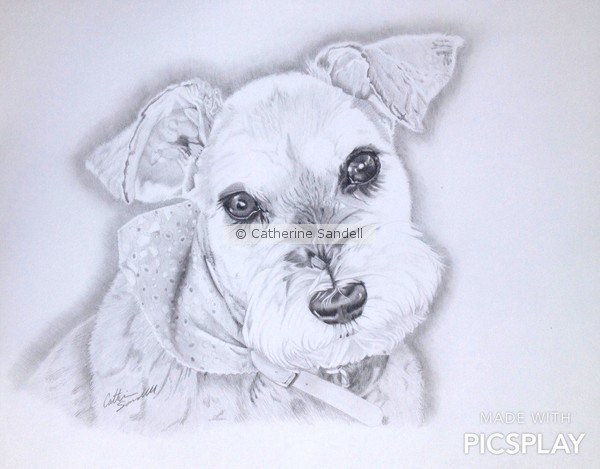 Maggie Schnauzer