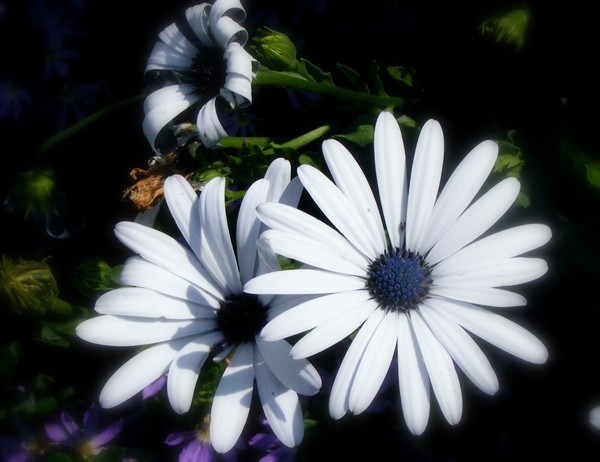 Pretty Petals 7