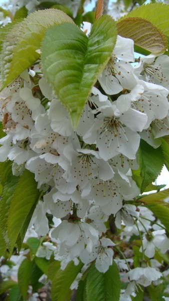 Close up 