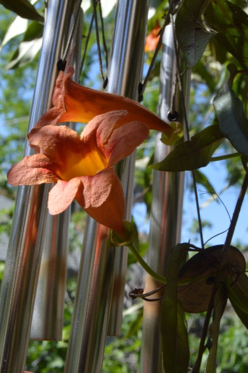 wind chime and trumpetflowers