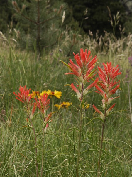 Paintbrush and Blanket