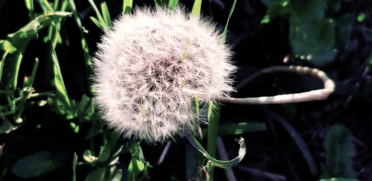 Make a wish