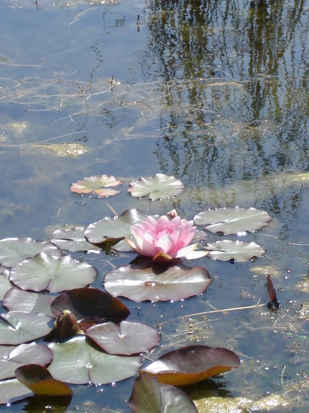 water lily