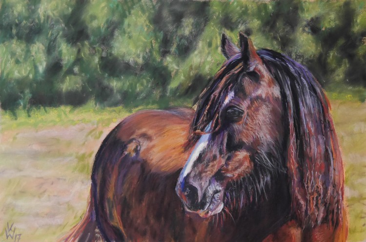 Tinker Mare (Tinker Stute)