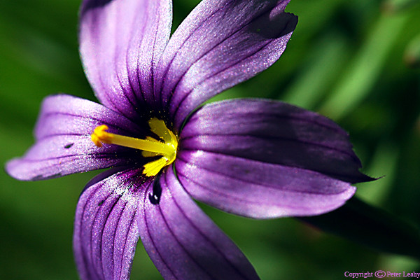 Purple Flower