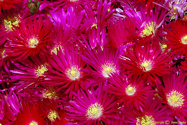 A Splash of Color