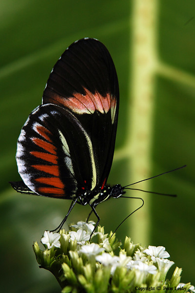 Another Heliconius