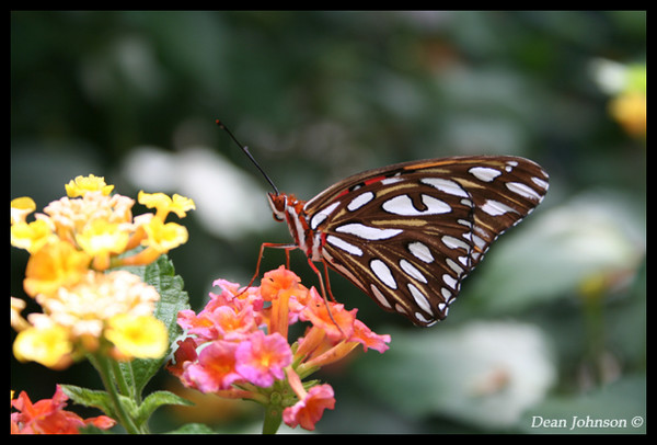 Painted Lady