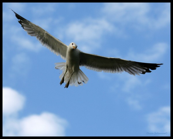 Wonder of Flight 2