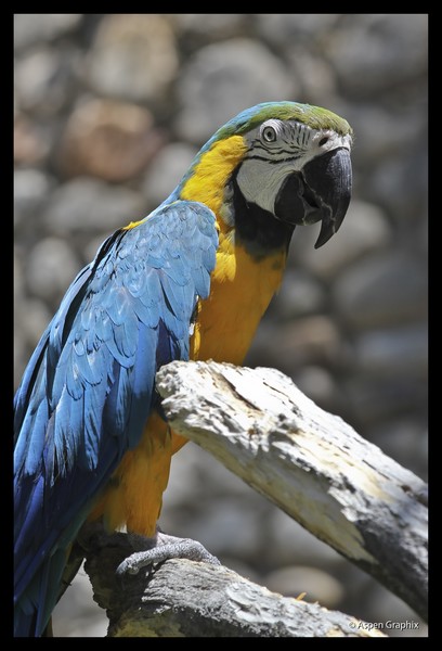 Coat of many colors