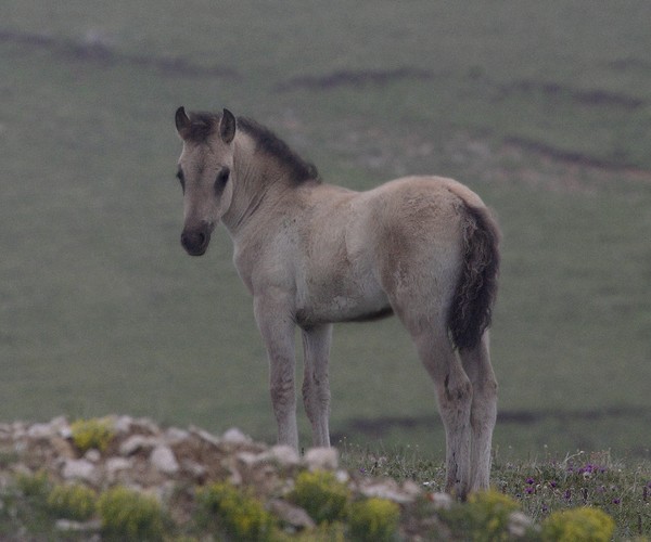 Foal in the Mist
