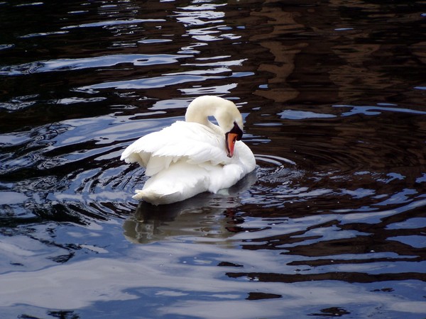 Another Swan Song