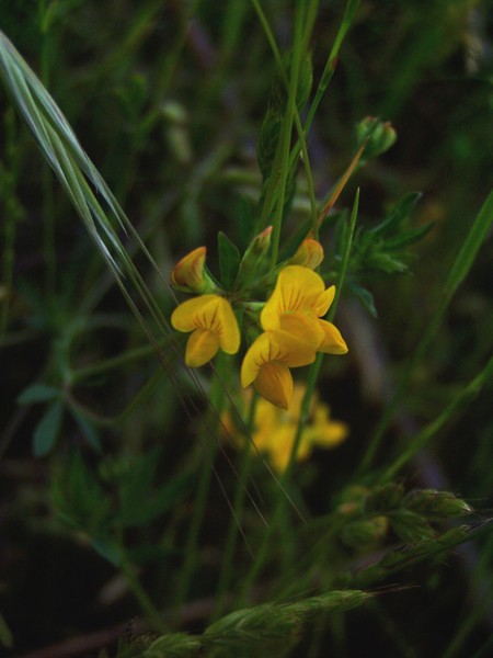 Yellow Wildflower
