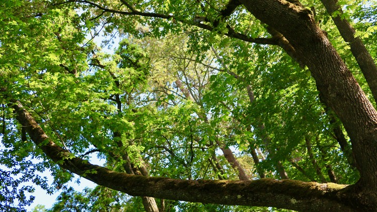 Cradling the Green