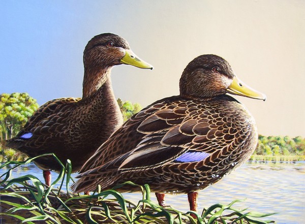Black Ducks