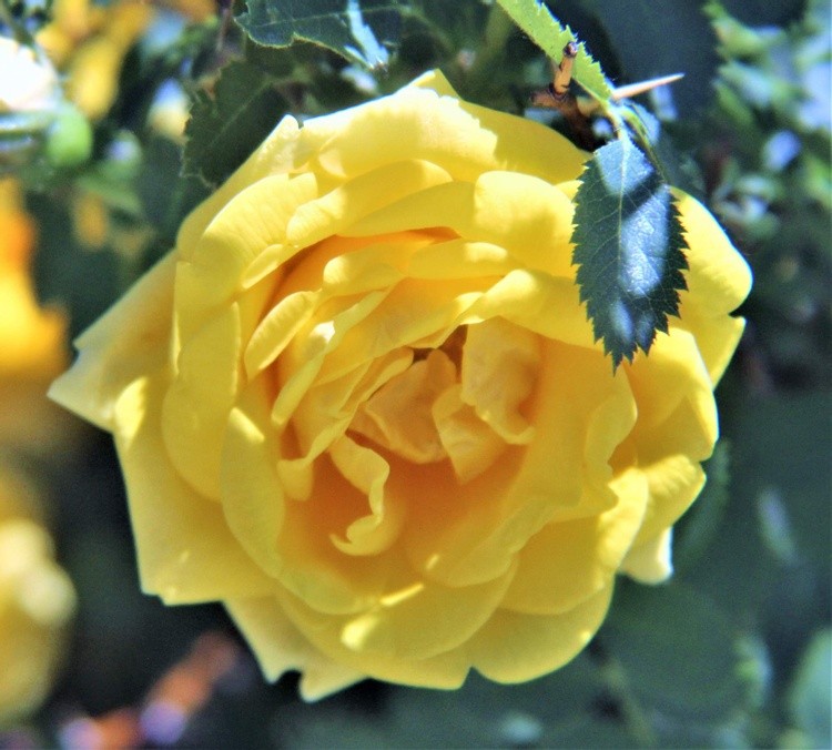 Yellow rose