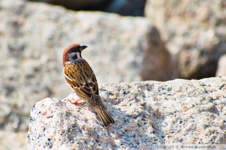 Little Brown Bird