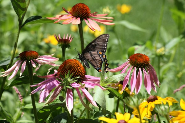 Summer delight