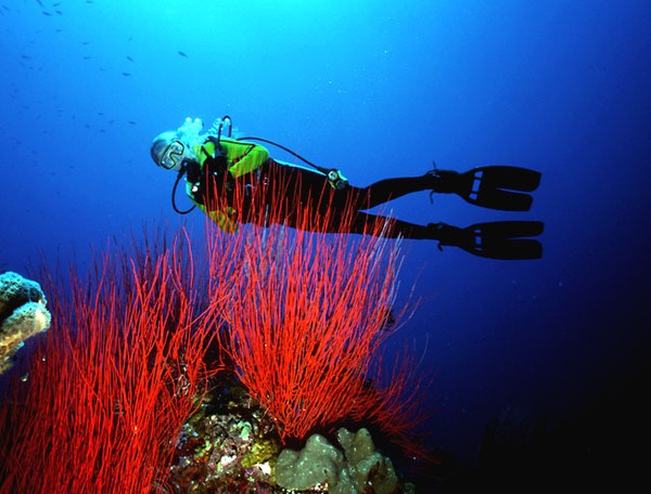 Sea Whips