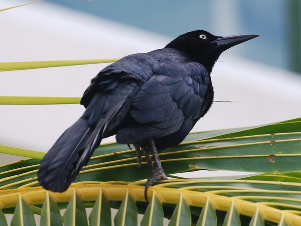 black bird