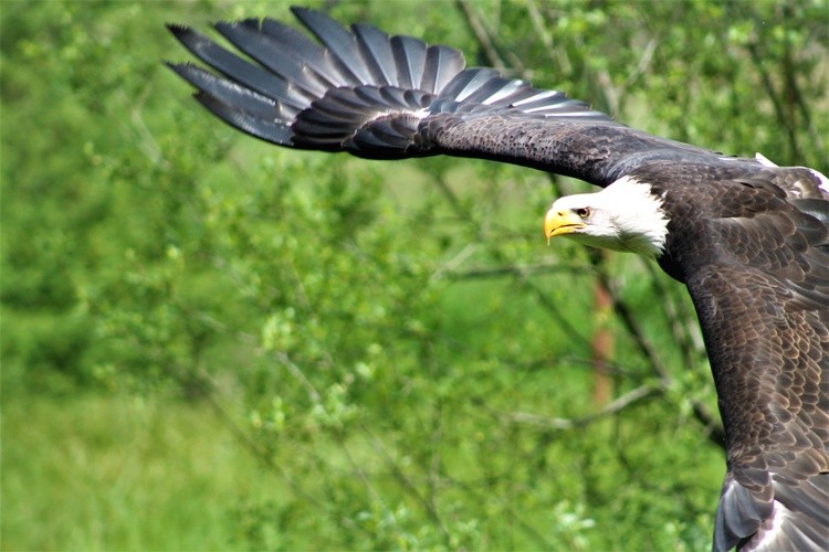 soaring