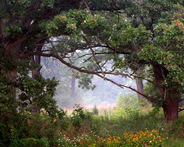 A Touch Of Mist
