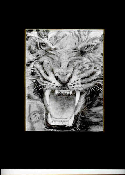 Tiger in Pencil