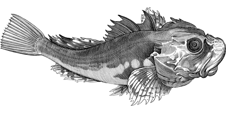 fish-5291221