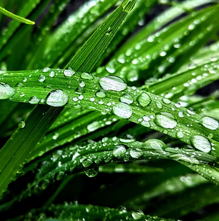 Raindrops on the grass